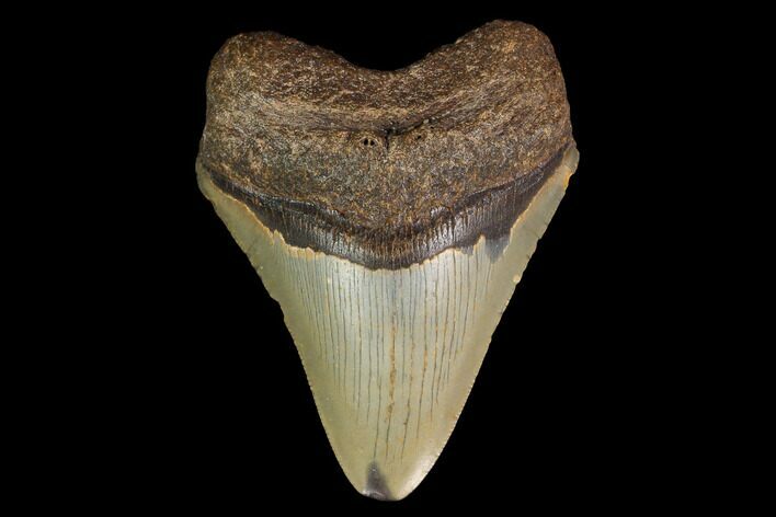 Fossil Megalodon Tooth - North Carolina #147775